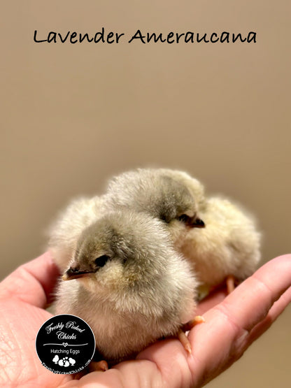 Ameraucana, Lavender