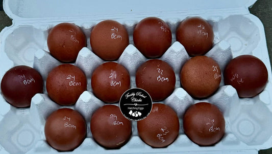 Black Copper Marans Hatching Eggs