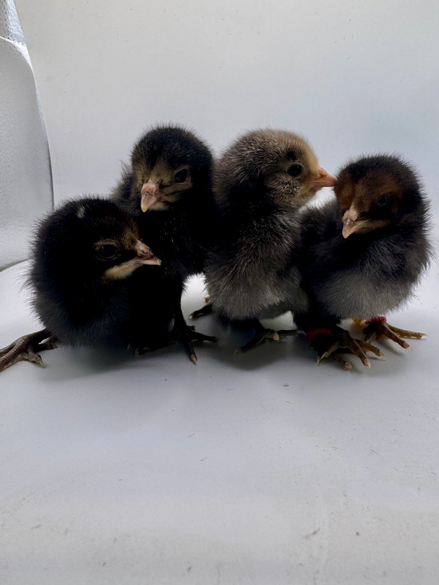 Chicks DNA'd sexed