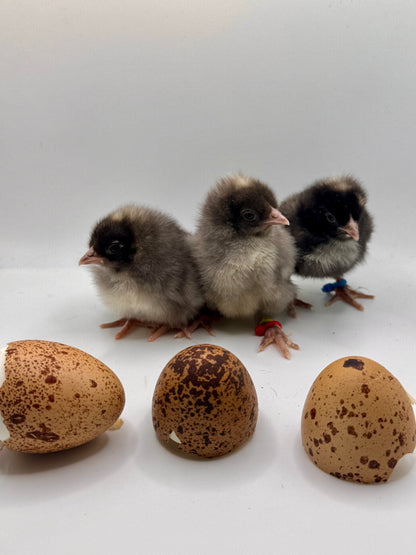 Chicks DNA'd sexed