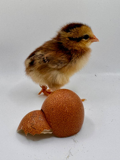 Chicks DNA'd sexed