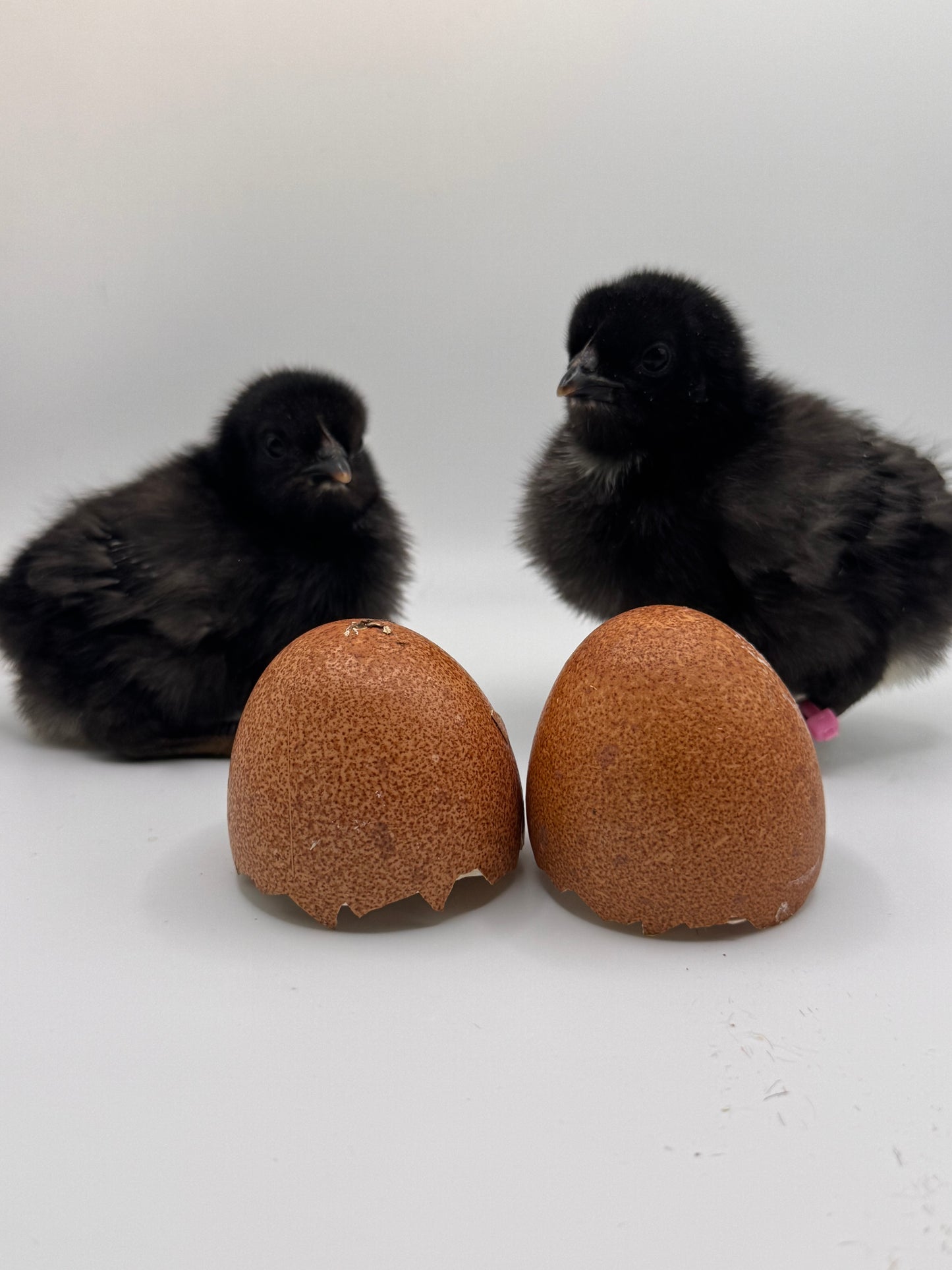 Chicks DNA'd sexed