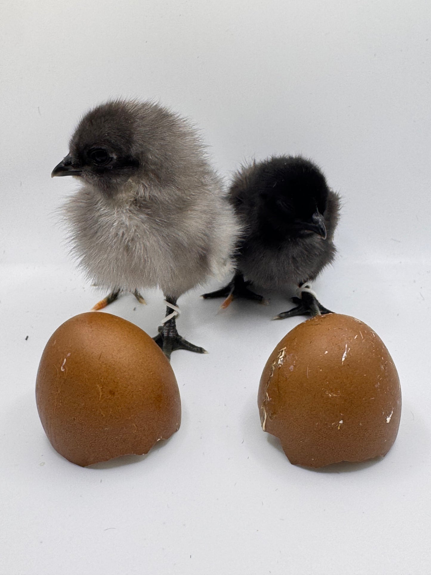 Chicks DNA'd sexed