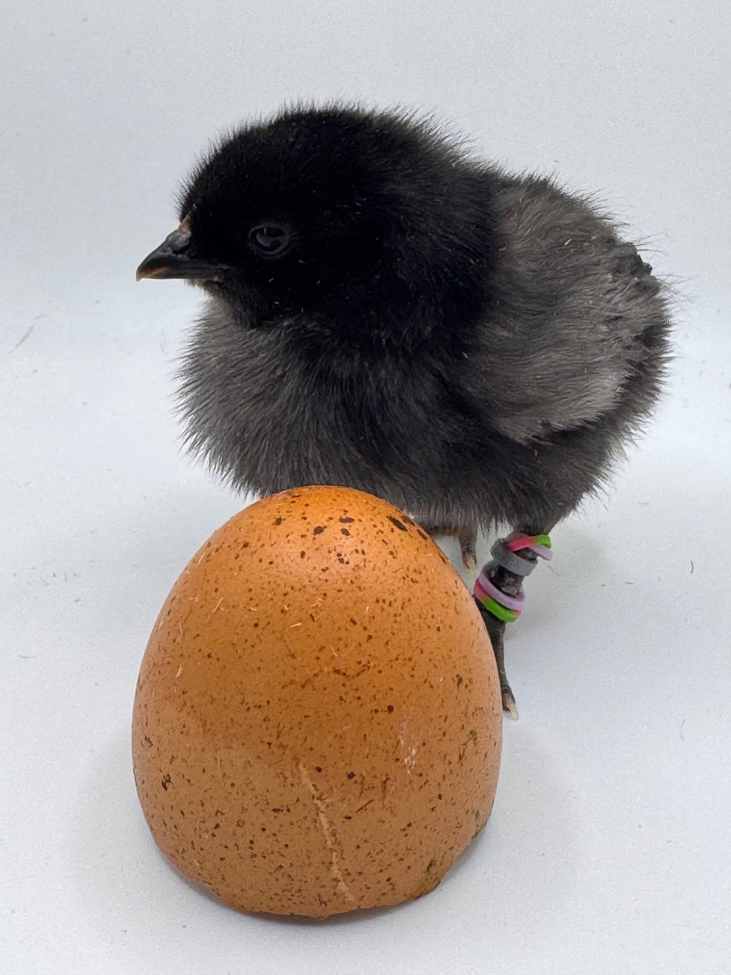 Chicks DNA'd sexed