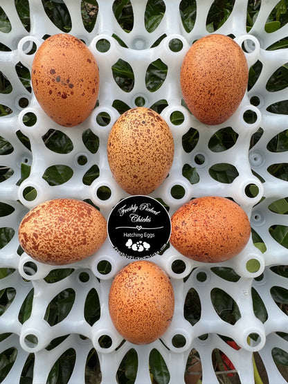 Pumpkin Spice Egger Hatching Eggs