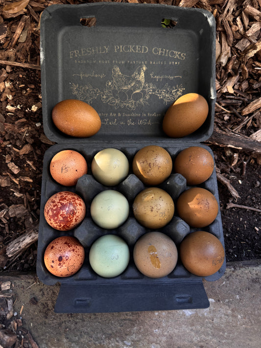 TODAY'S EXTRA  Fifity Shades of Green / Pumpkin Spice / Eclipse Eggers