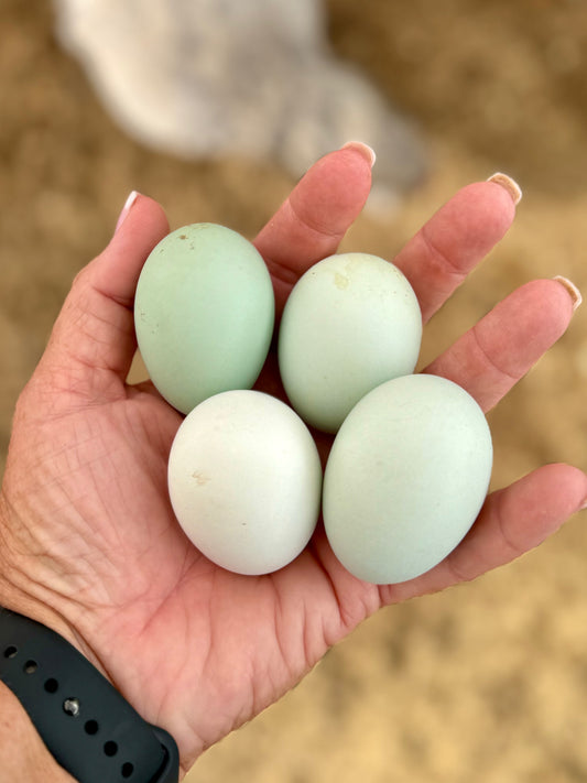 Ameraucana, Lavender