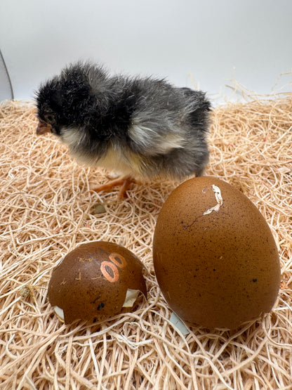 Chicks DNA'd sexed LOCAL PICK UP ONLY