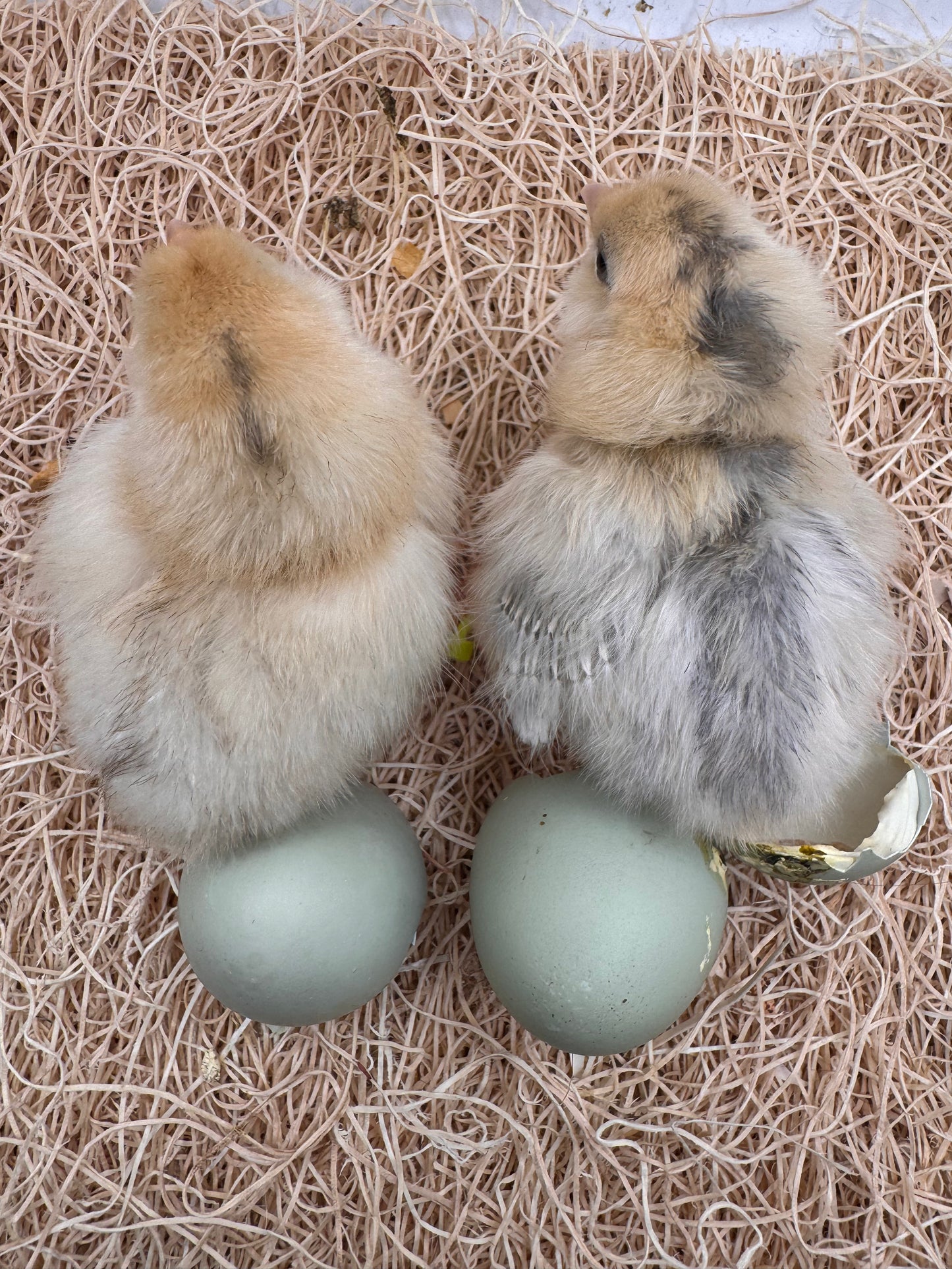 Chicks DNA'd sexed LOCAL PICK UP ONLY