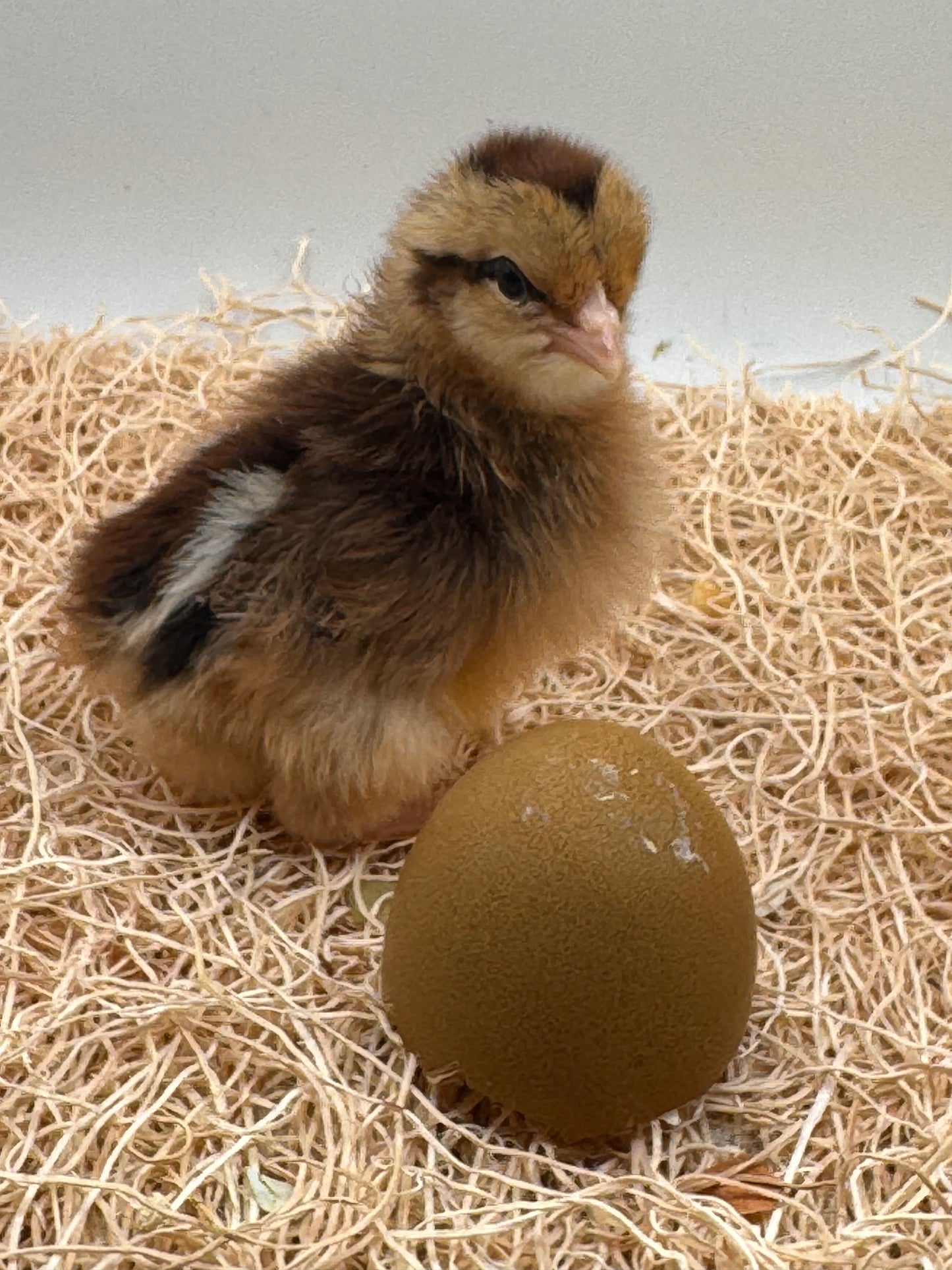 Chicks DNA'd sexed LOCAL PICK UP ONLY