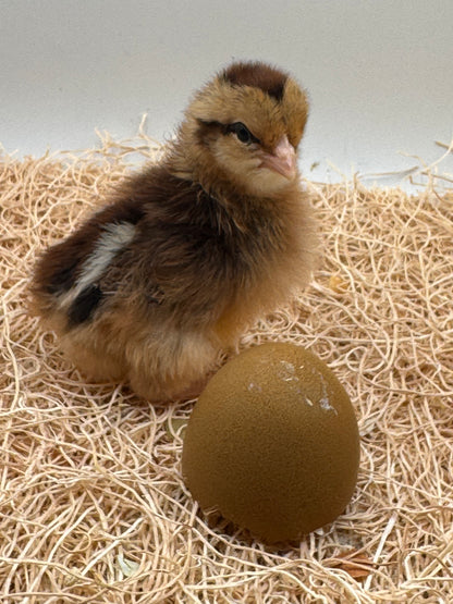 Chicks DNA'd sexed LOCAL PICK UP ONLY