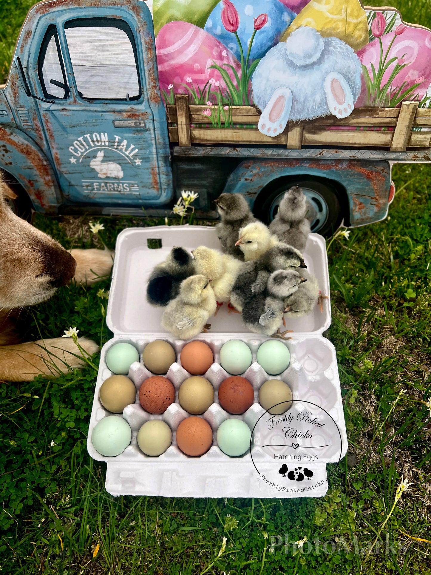 Rainbow PUREBRED Eggs