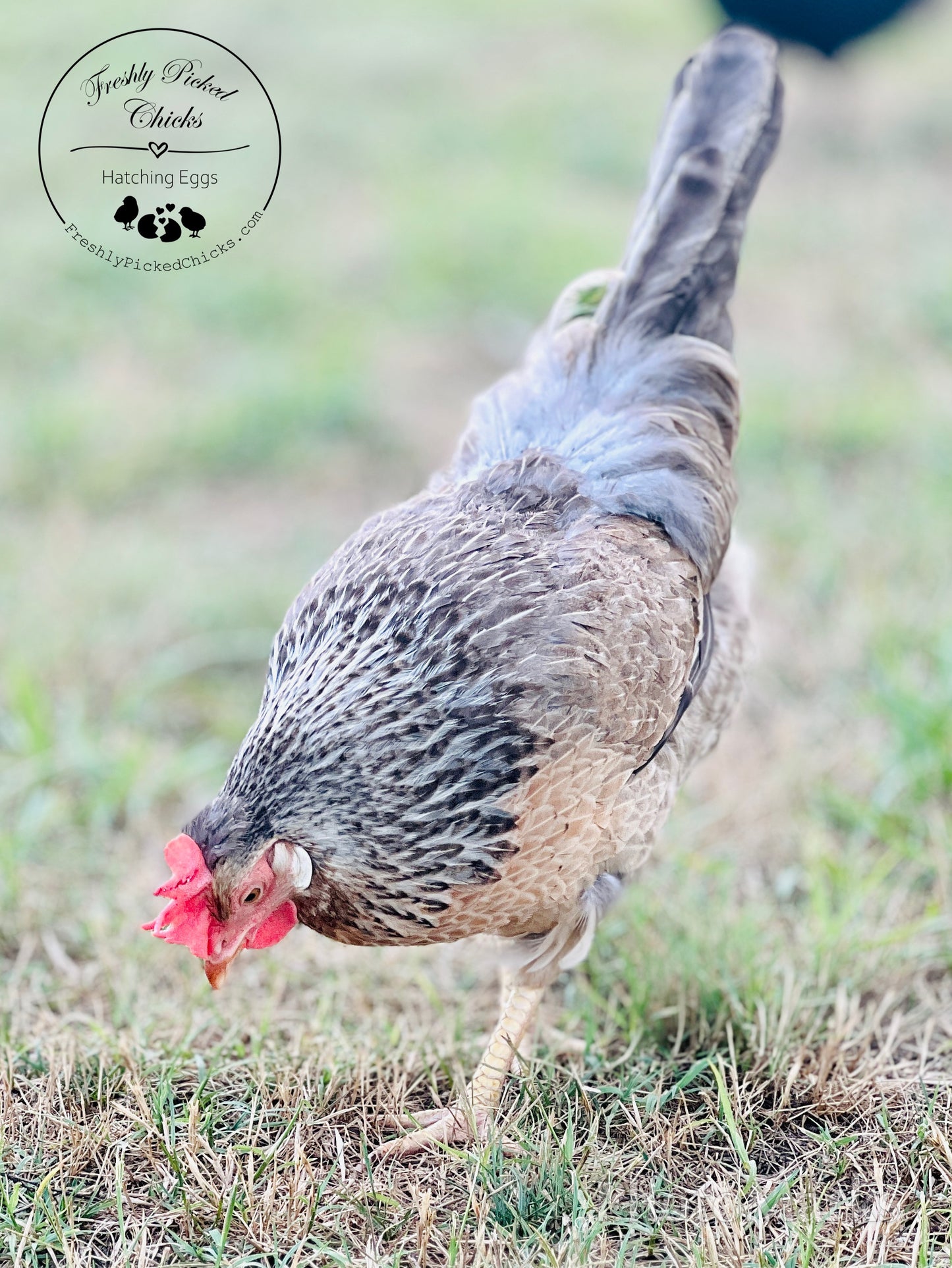 Cream Legbar Hatching Eggs