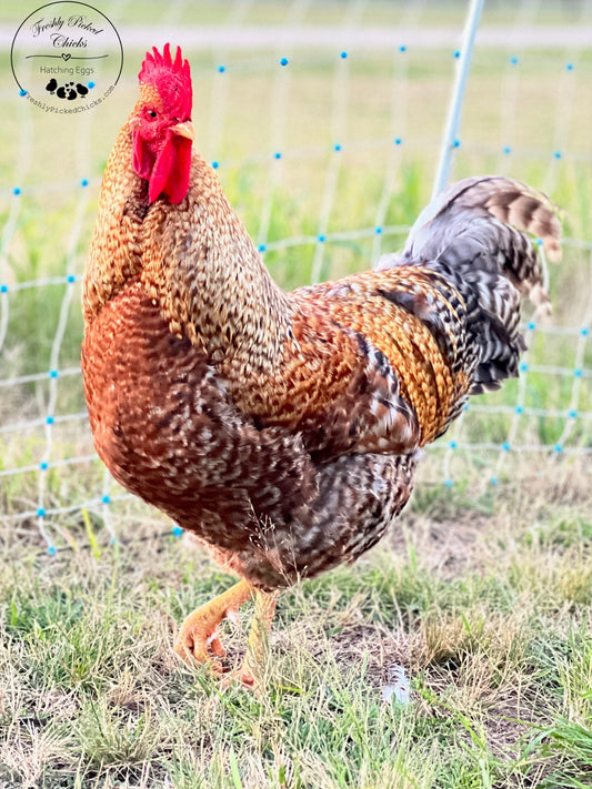 Bielefelder Hatching Eggs