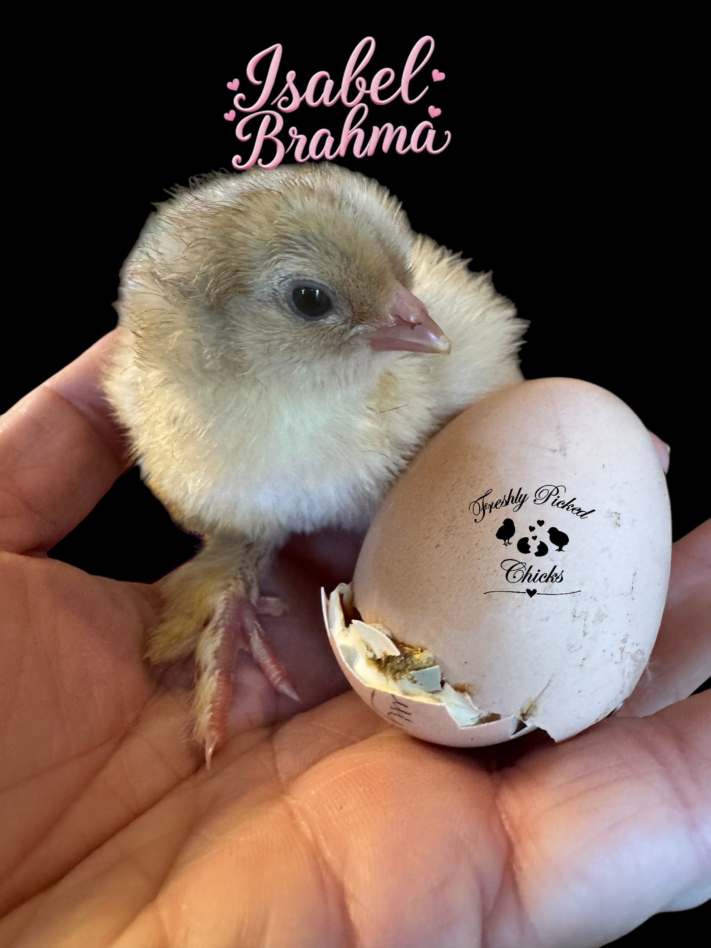 Isabel Brahma