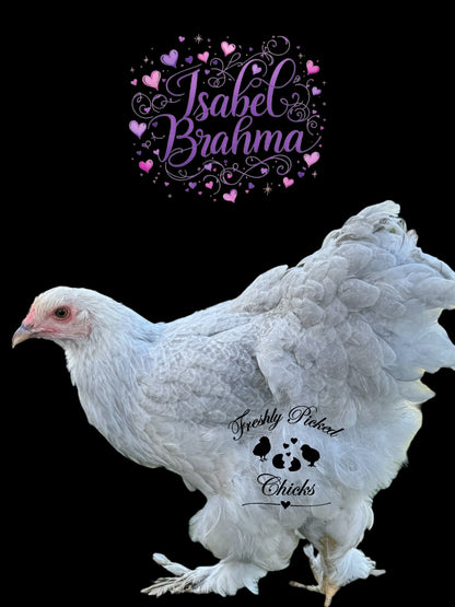 Isabel Brahma