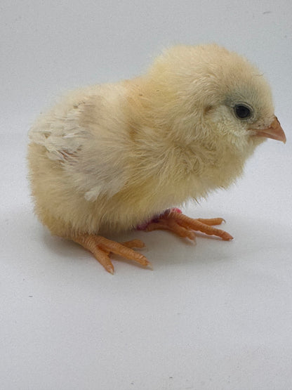 Chicks DNA'd sexed