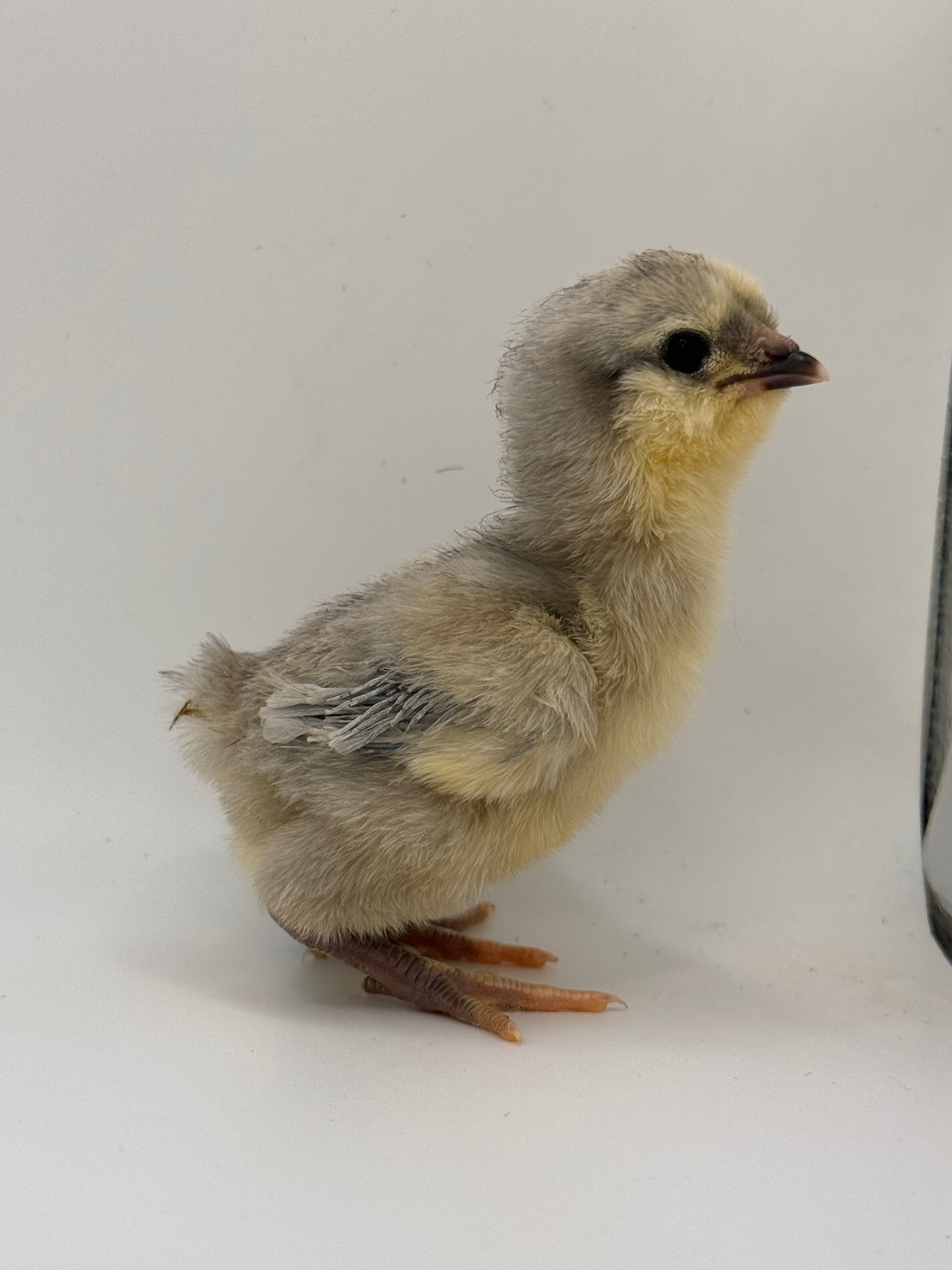 Chicks DNA'd sexed