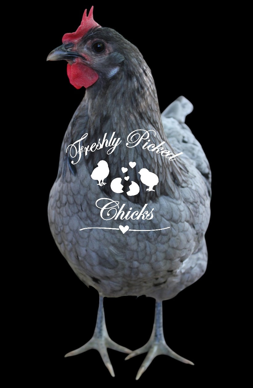 Silverudd Blue – Freshly Picked Chicks