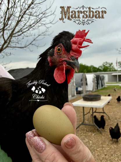 Chicks