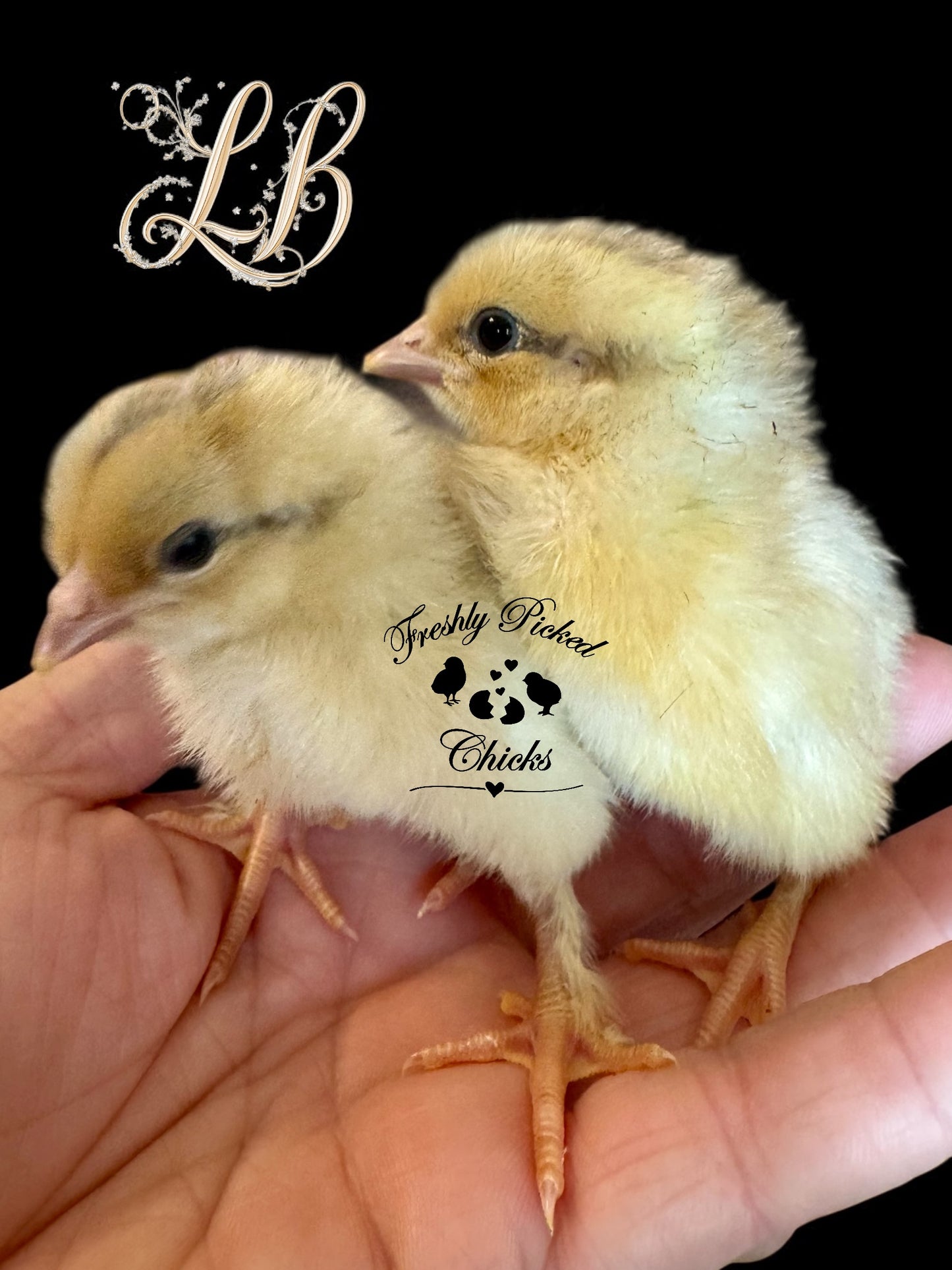 Chicks