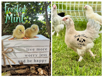 Chicks