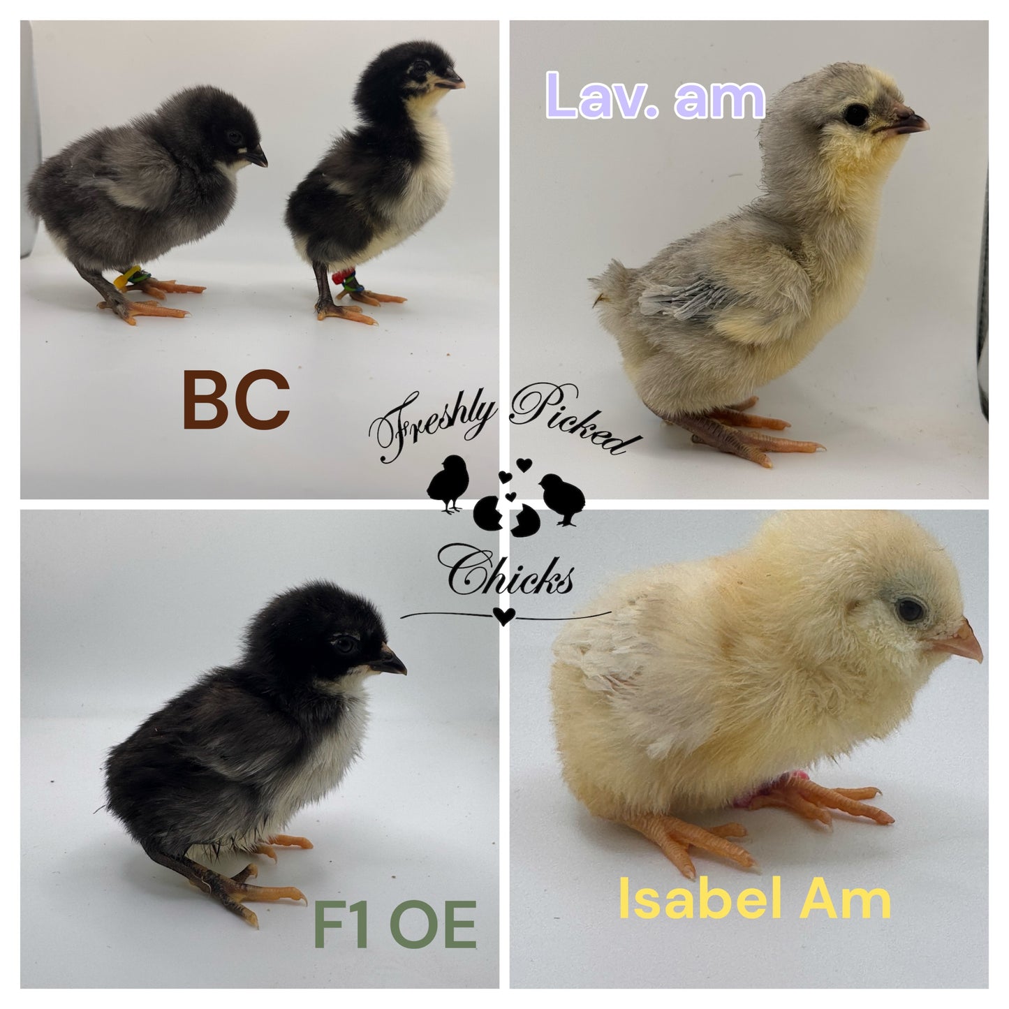 Ameraucana, Lavender