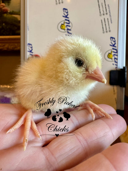 Ameraucana, Wheaten/Blue Wheaten