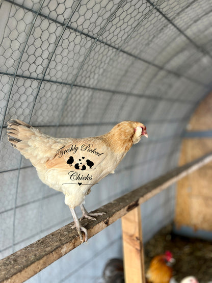Ameraucana, Wheaten/Blue Wheaten