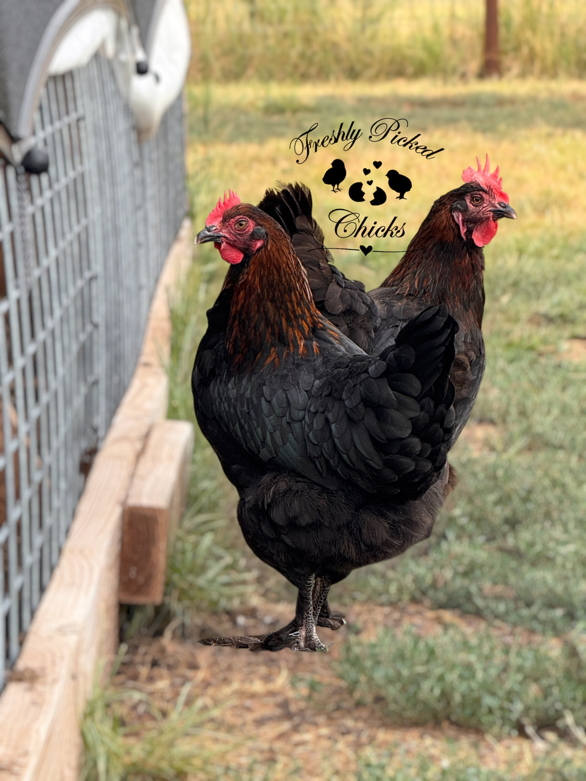 Black Copper Marans Hatching Eggs