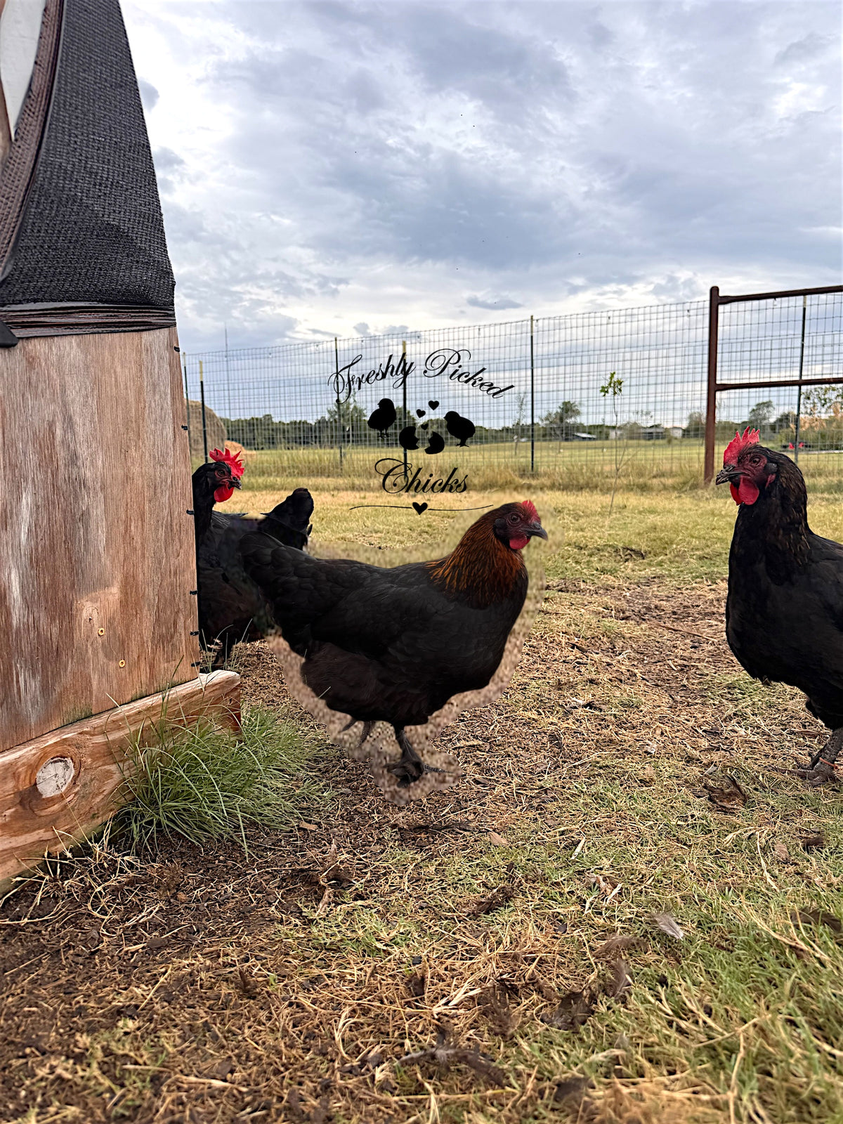 Black Copper Marans Hatching Eggs