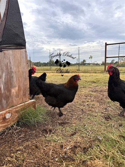 Black Copper Marans Hatching Eggs