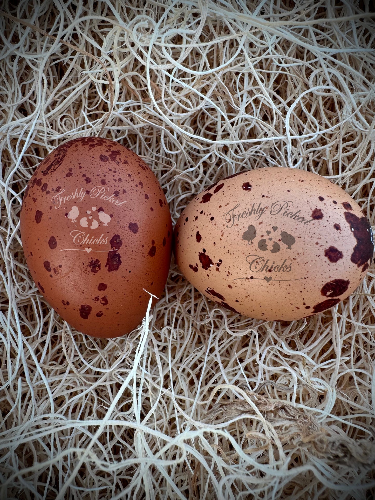 Pumpkin Spice Egger Hatching Eggs