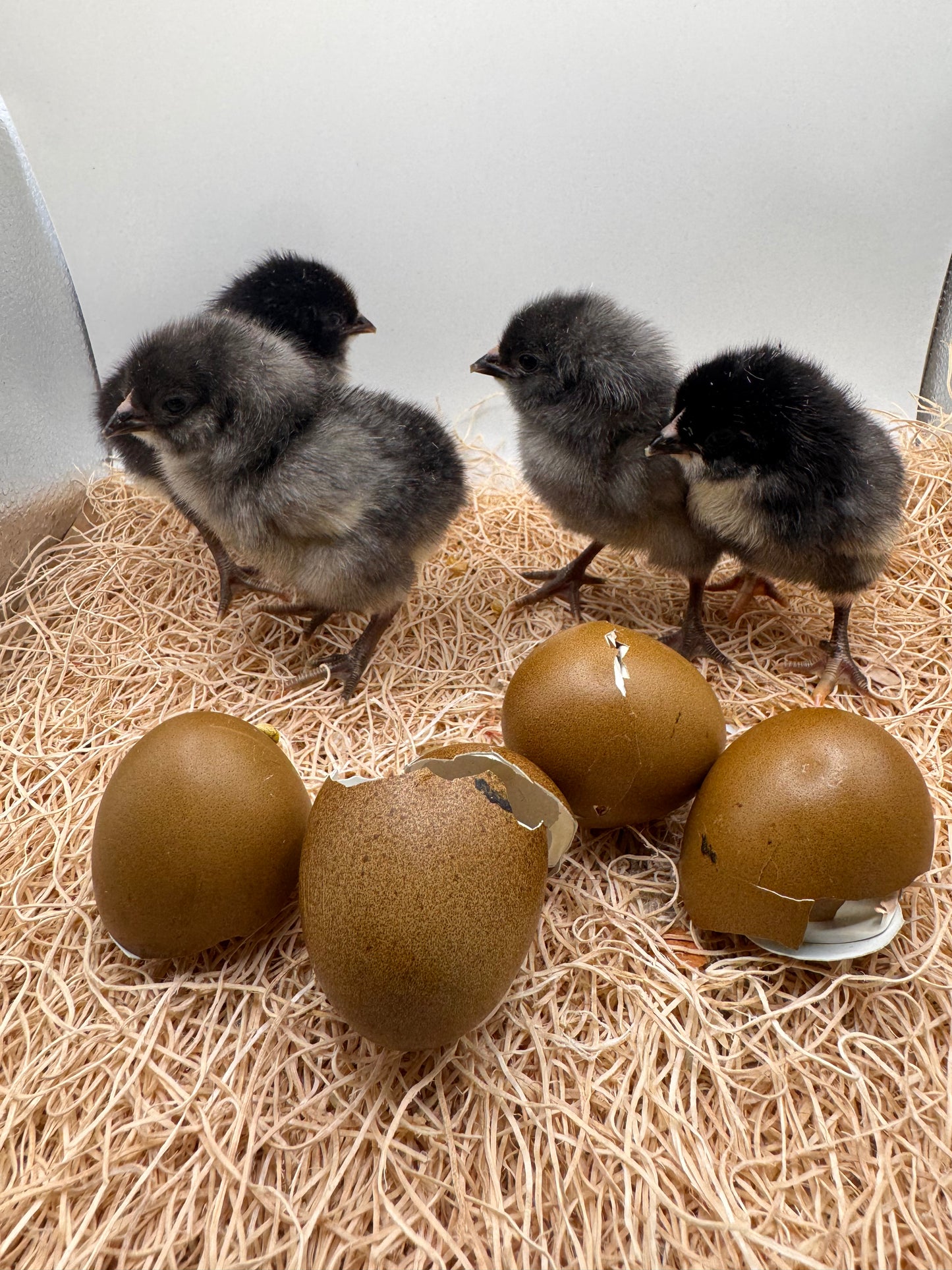 Chicks DNA'd sexed LOCAL PICK UP ONLY