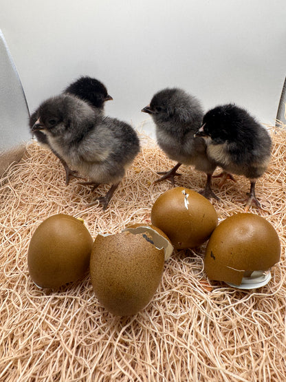 Chicks DNA'd sexed LOCAL PICK UP ONLY