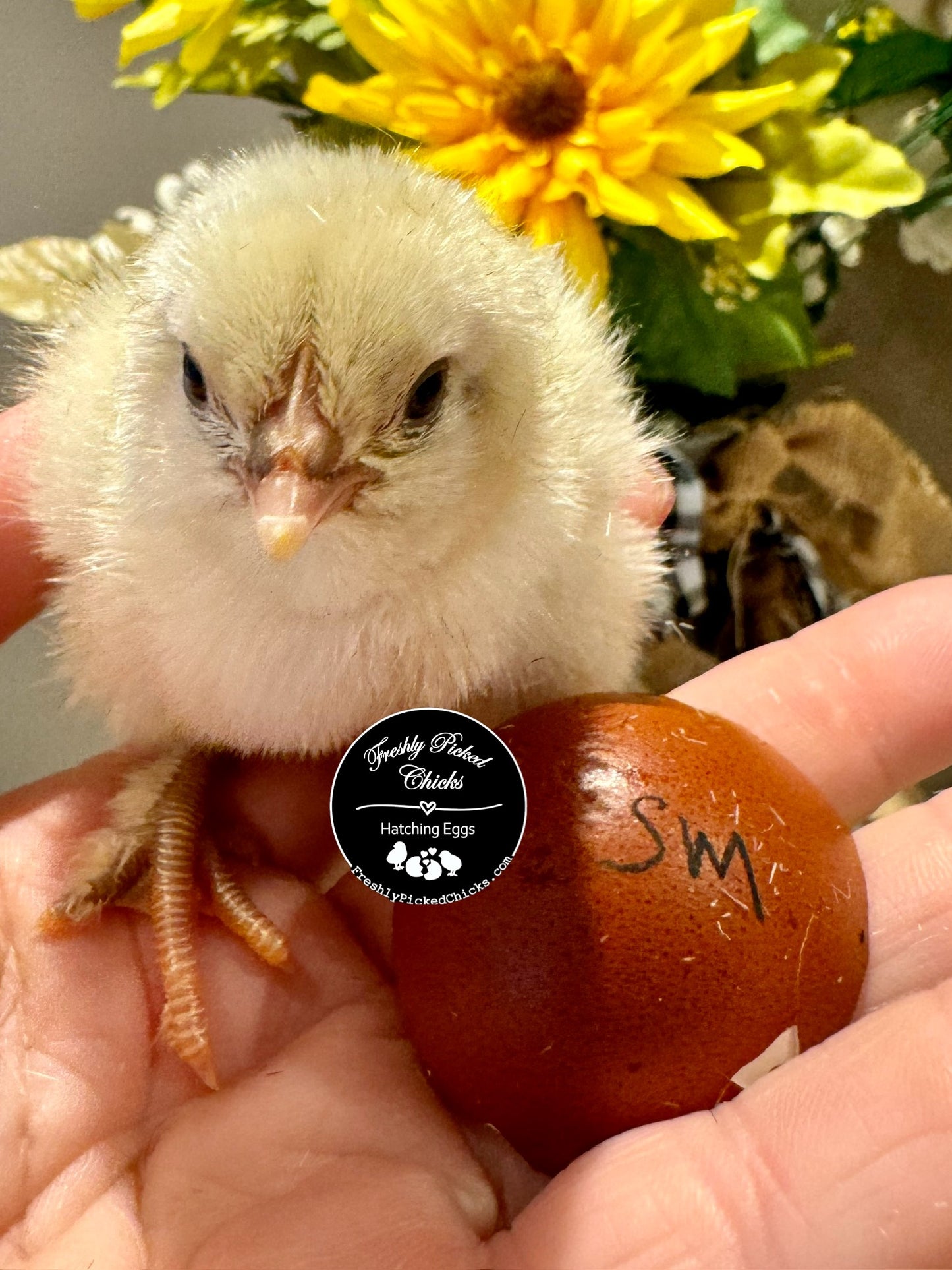 Splash Marans Hatching Eggs