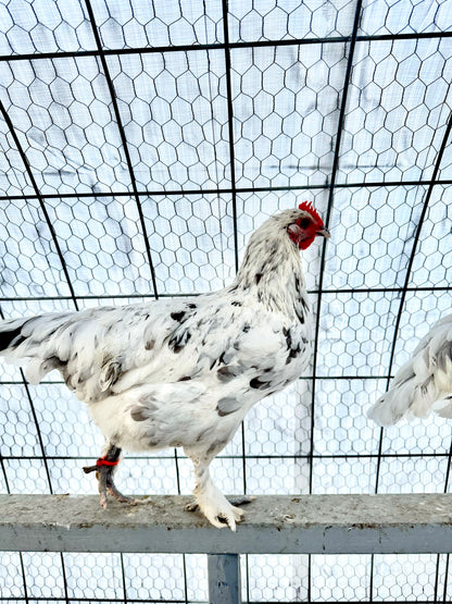 Splash Marans Hatching Eggs