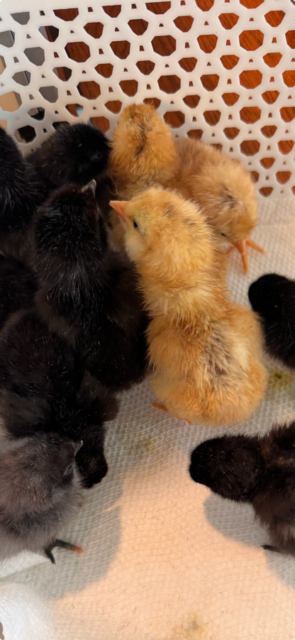Chicks DNA'd sexed
