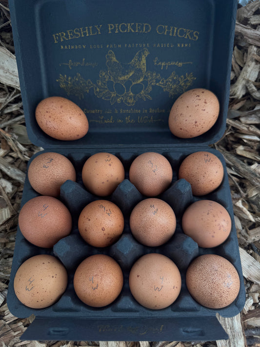 Welsummer Hatching Eggs