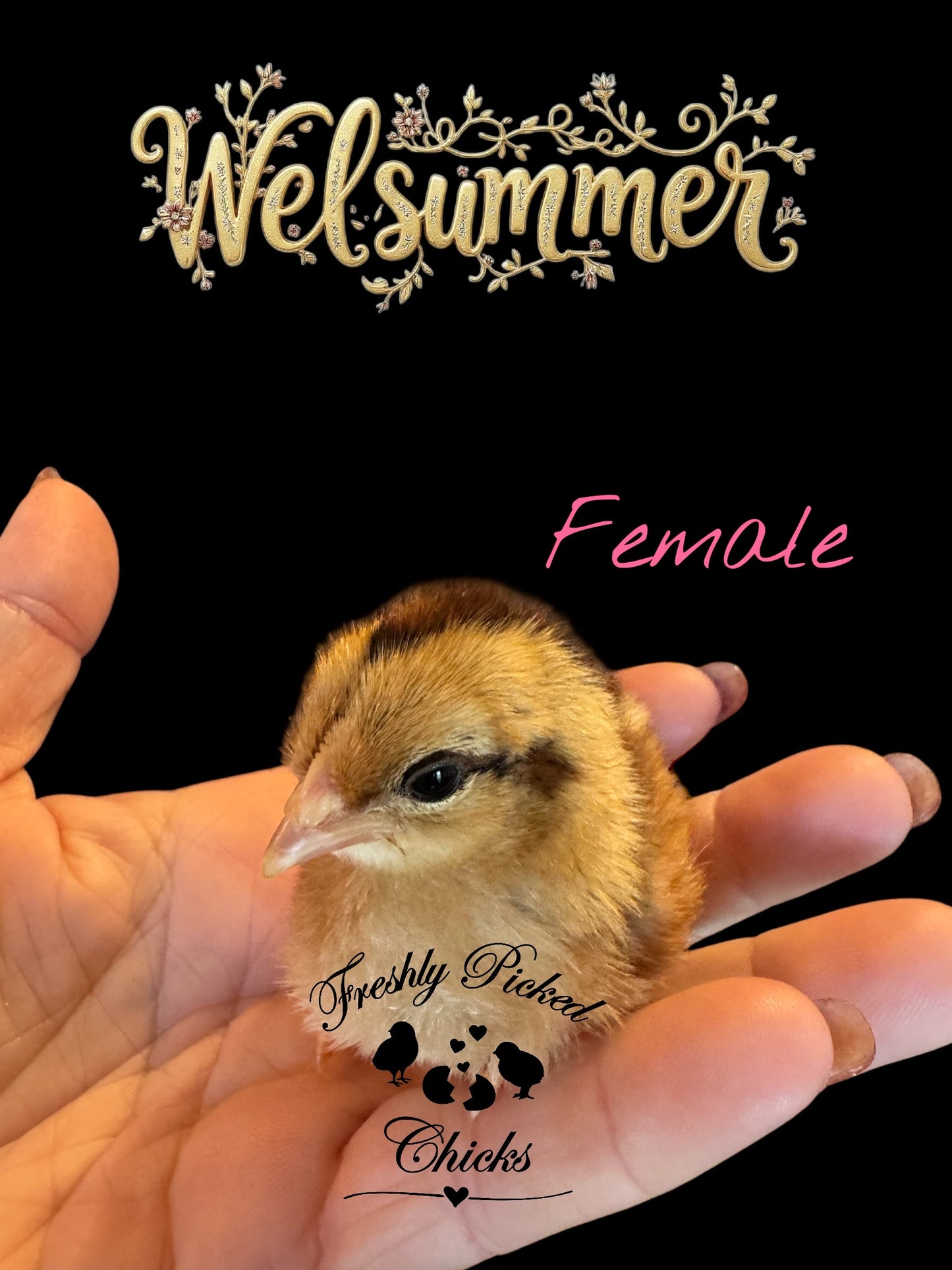 Welsummer Hatching Eggs