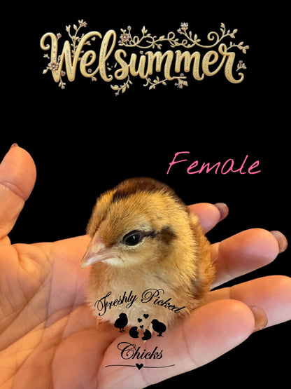 Welsummer Hatching Eggs