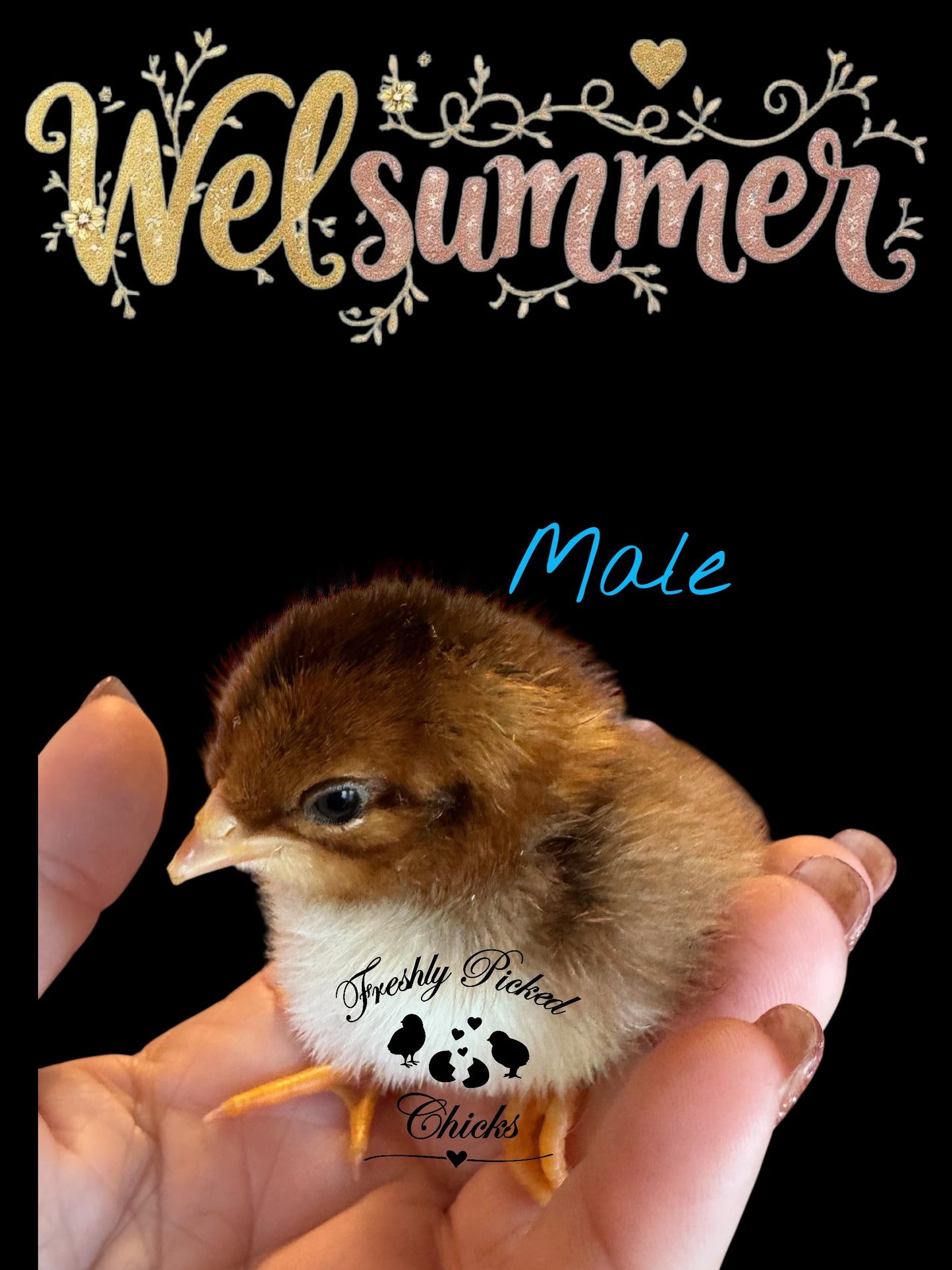 Welsummer Hatching Eggs