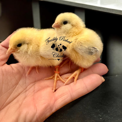Ameraucana, Wheaten/Blue Wheaten
