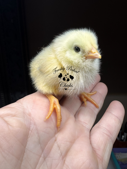 Chicks DNA'd sexed
