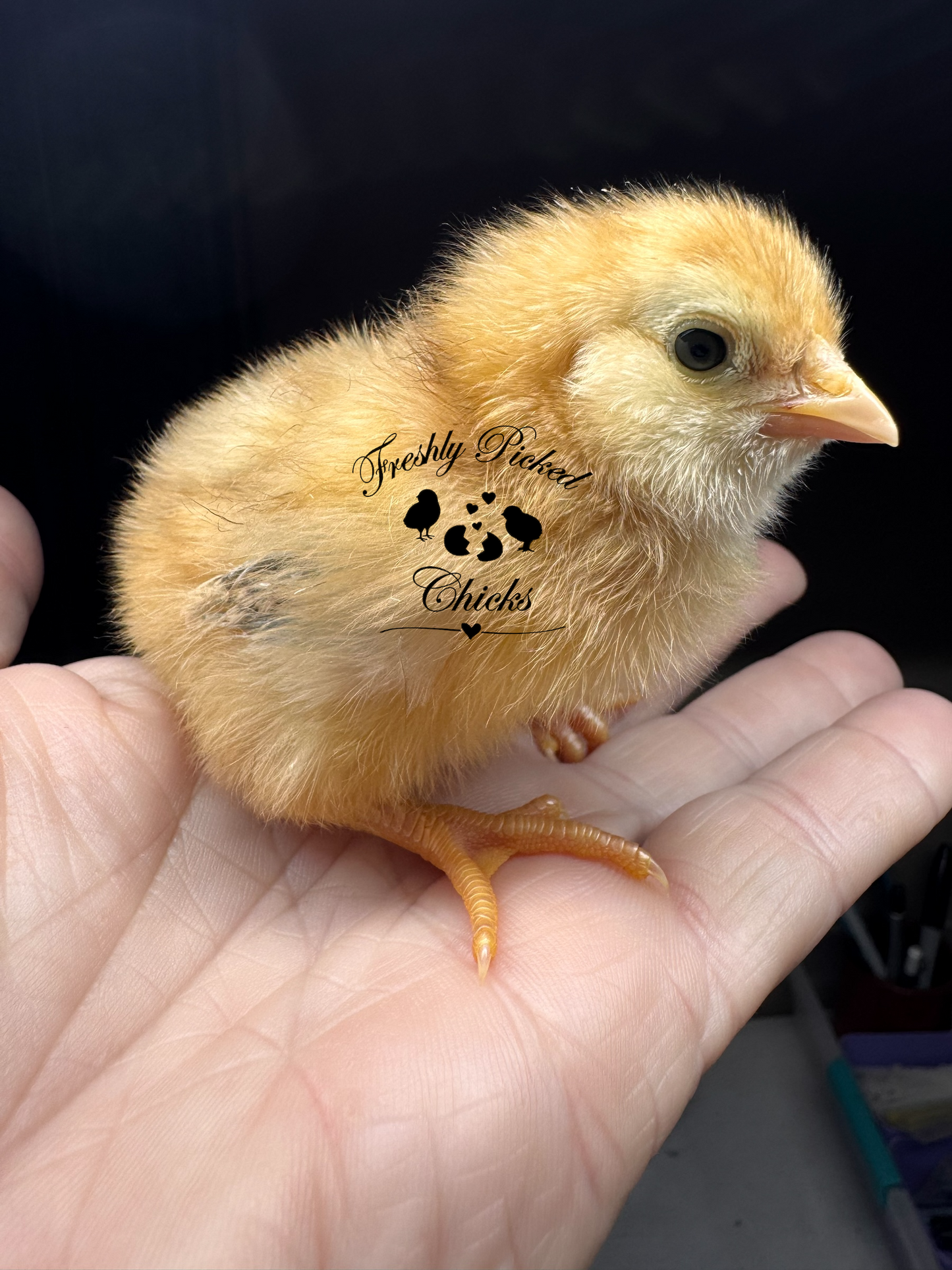 Chicks DNA'd sexed