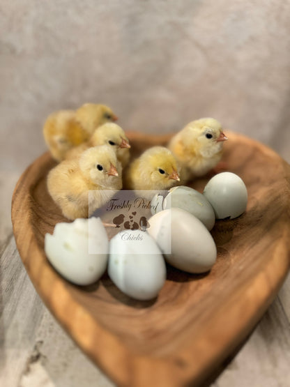 Ameraucana, Wheaten/Blue Wheaten