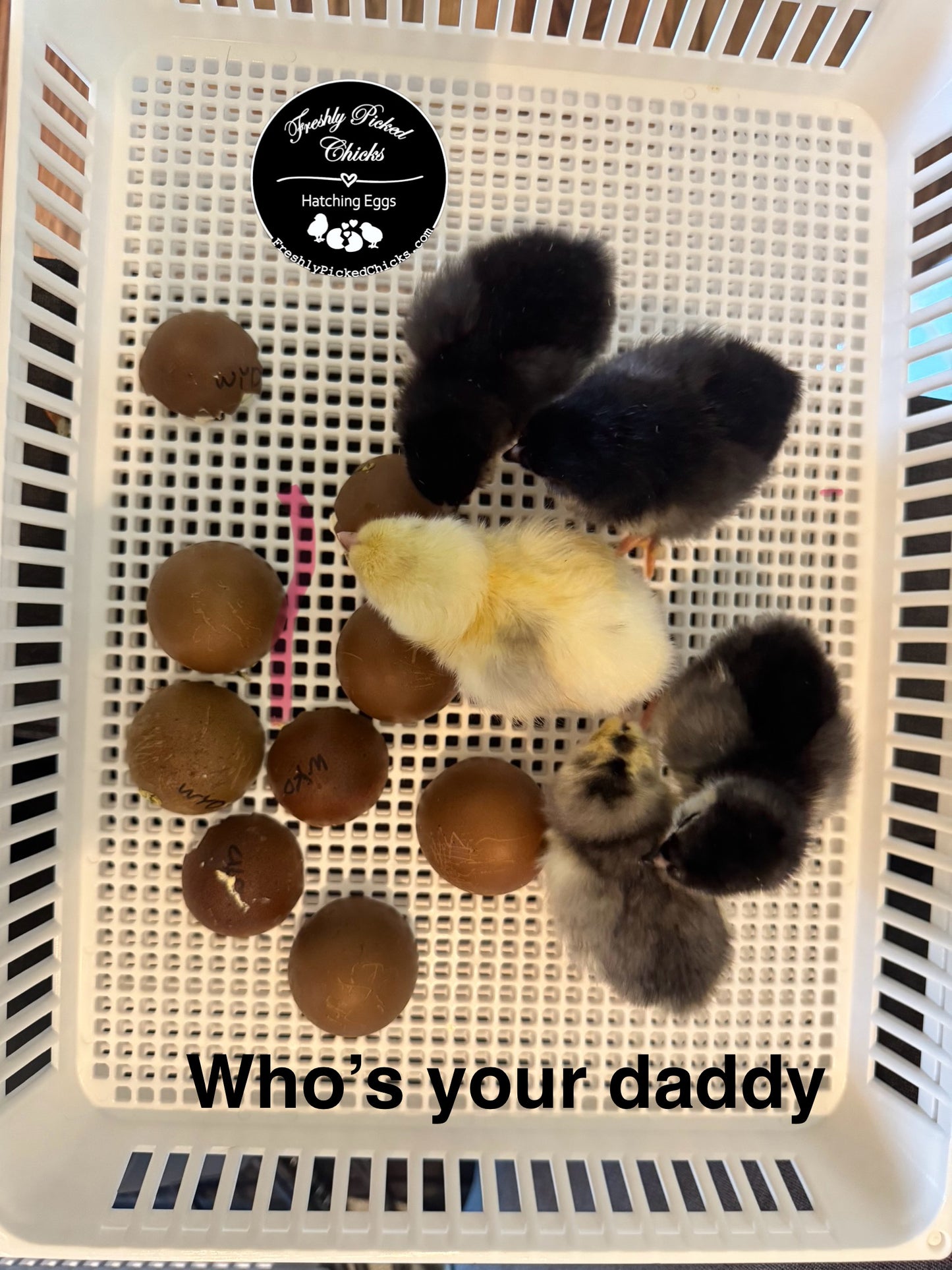 Chicks