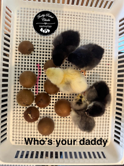 Chicks
