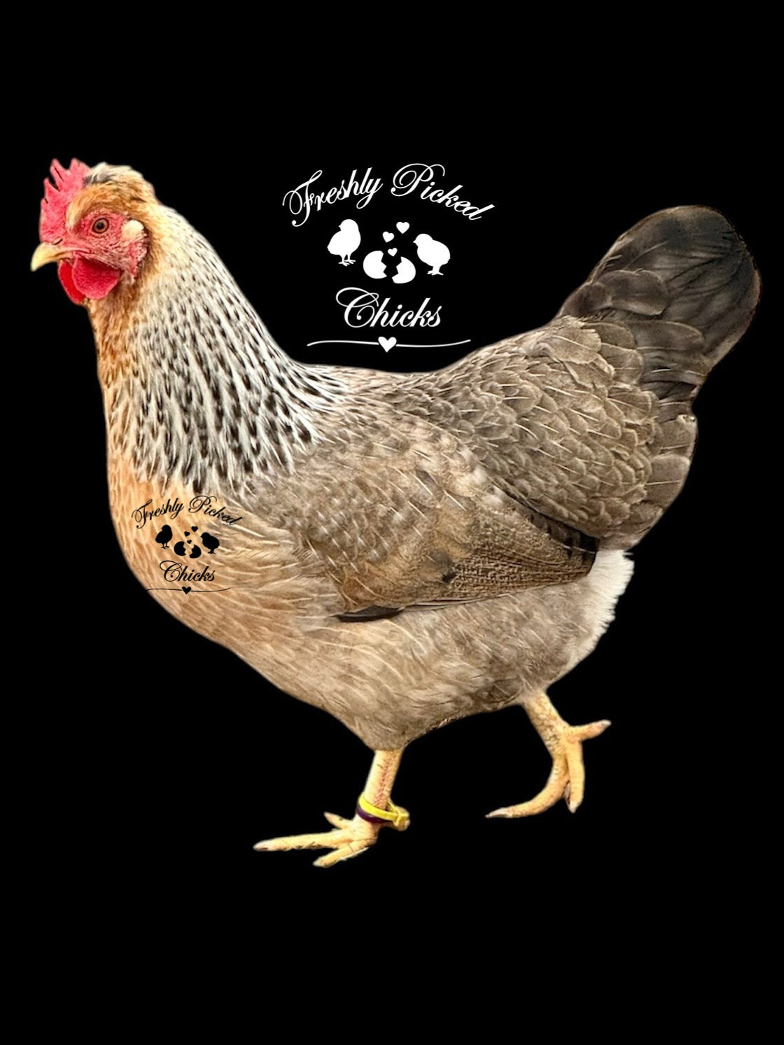 Chicks