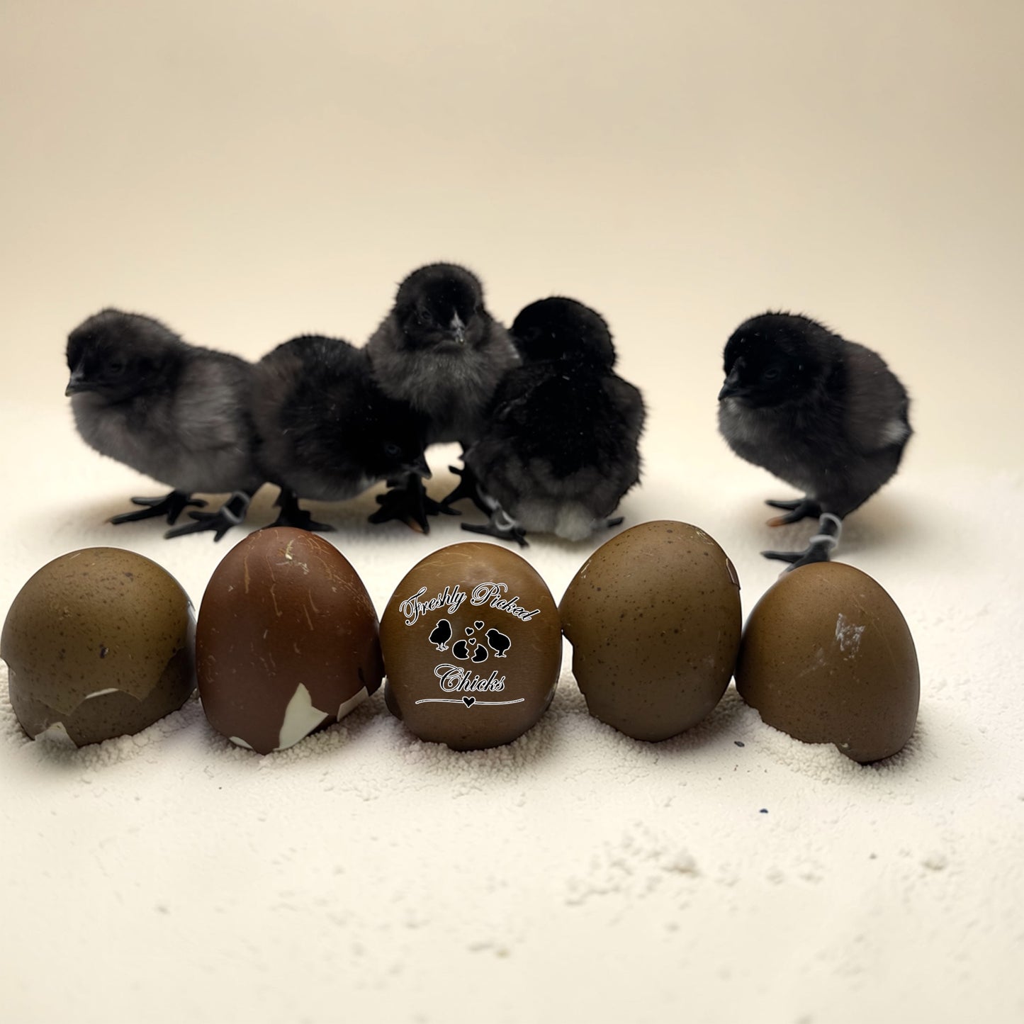 Eclipse Egger